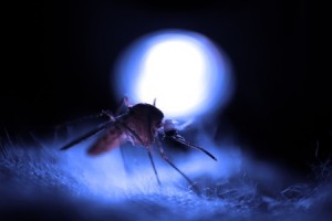 LED Lights Insects