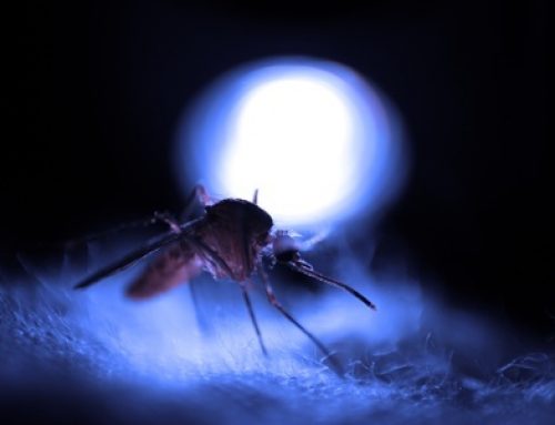 LED’s Help Reduce Exposure To Malaria